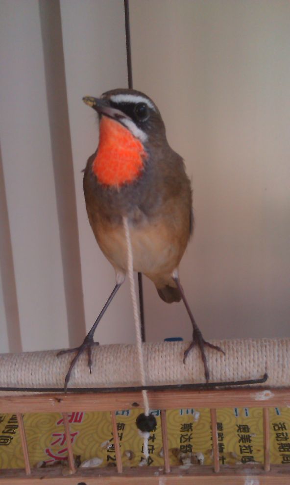 s990_IMAG0456.jpg