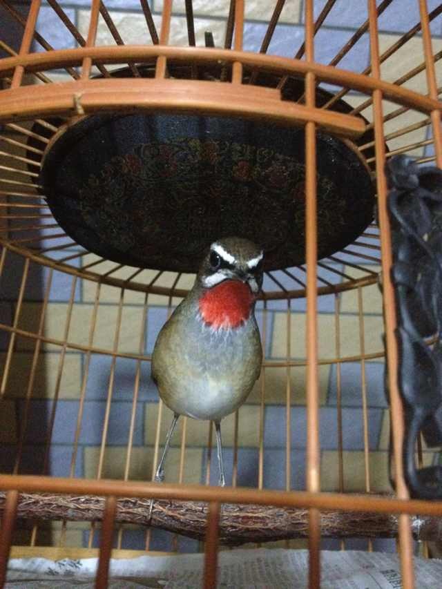大片红3.jpg