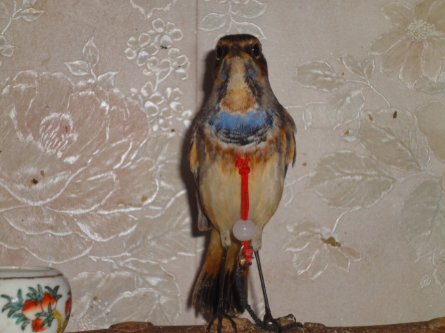 DSC05160.JPG