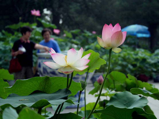 张顺祥《荷香》.jpg