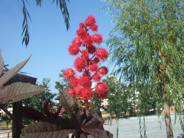 DSCF6714_调整大小.JPG