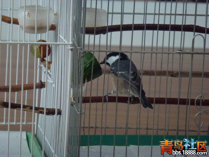 P1020884_调整大小.jpg