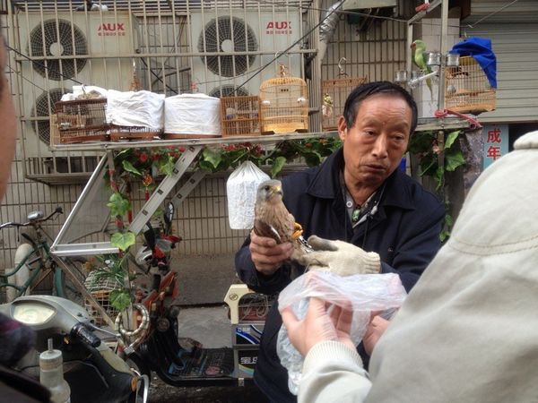 鸟市2.jpg