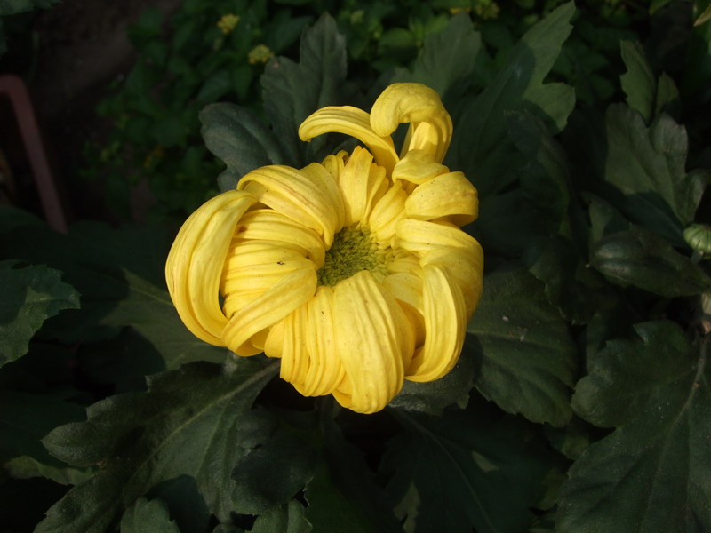 DSCF0228.jpg