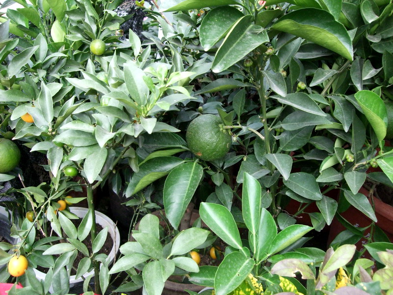 DSCF0259.jpg