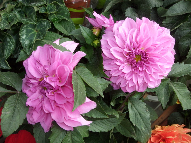 DSCF0233.jpg