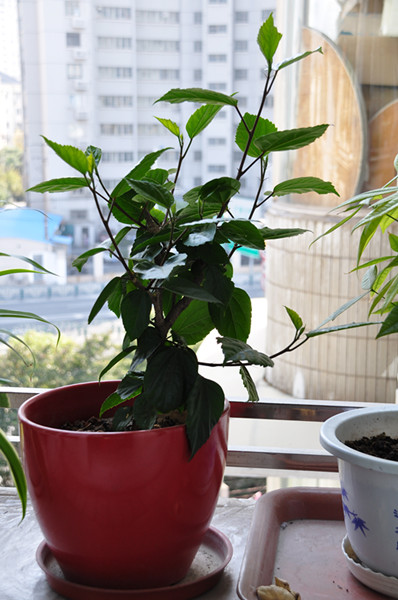 DSC_9001_副本.jpg