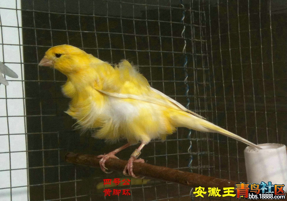 2013年留种之黄卷毛05-四号公 .jpg