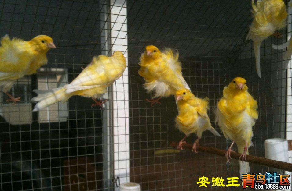 2013年留种之黄卷毛 060.jpg