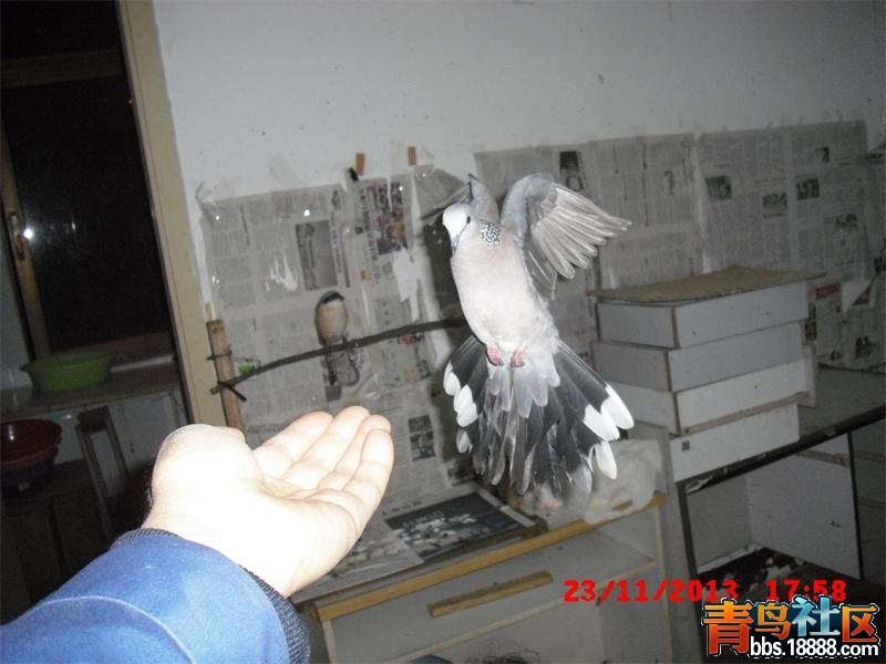 CIMG0328.JPG