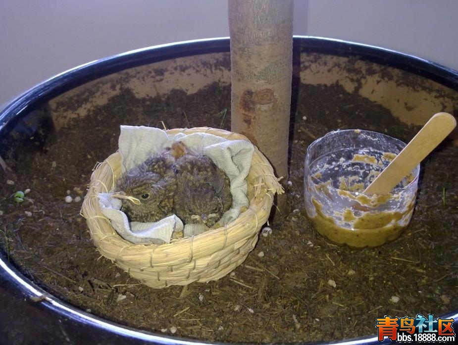 北红雏子1.jpg