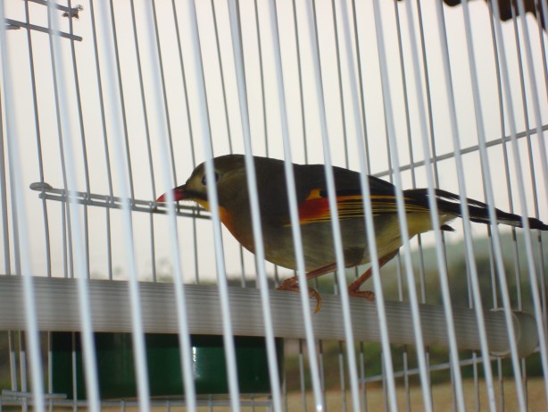 dsc09687_conew1.jpg