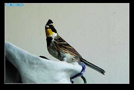 21_950_2320484d01a496a.jpg