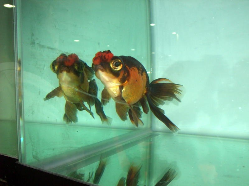 DSCF9785.jpg