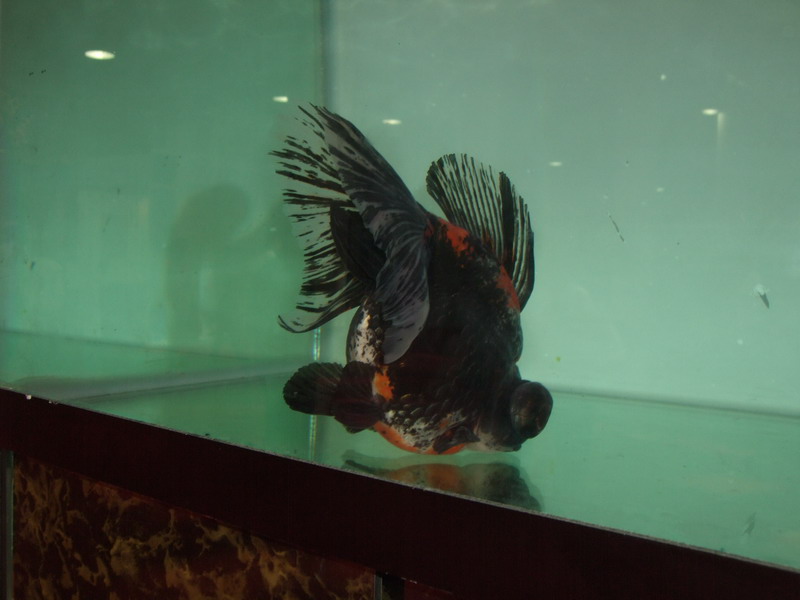 DSCF9781.jpg