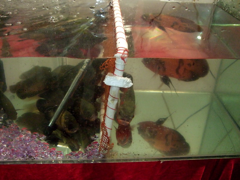 DSCF9620.jpg