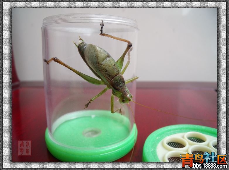 DSCF9184.jpg