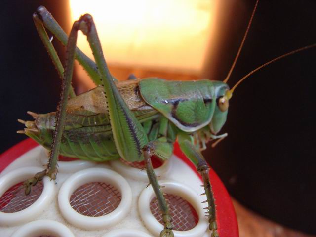 调整大小 DSC08892.JPG