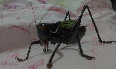 IMAG0506.jpg