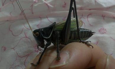 IMAG0517.jpg