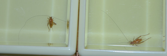 DSC_0265_副本.jpg