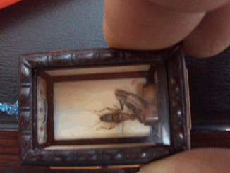 IMG_20131112_144554.gif