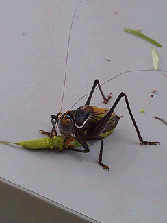 IMG_20131108_093723.gif