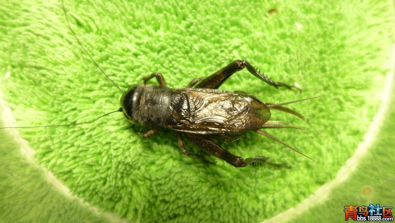 2013油葫芦翅子.jpg