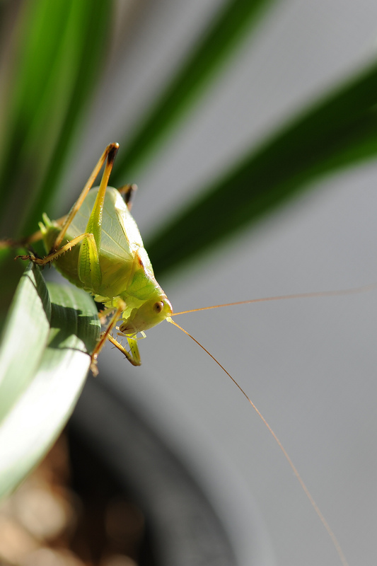 DSC_9455.jpg