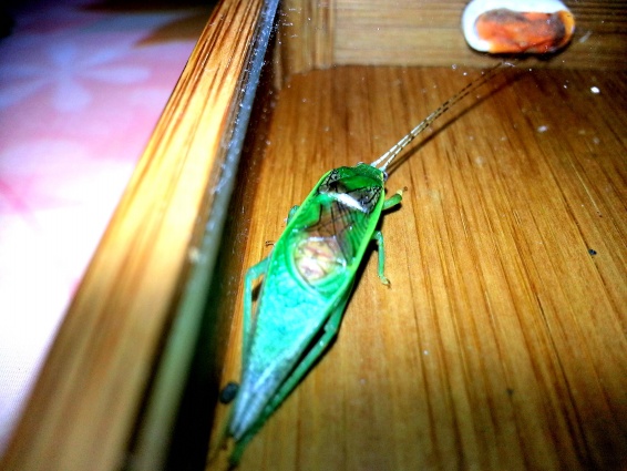 20131106_073904.jpg
