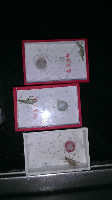 IMAG0114.jpg