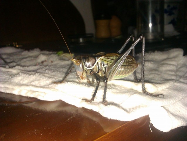 IMAG0098~1.jpg