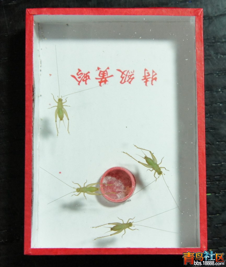 绿蛉.jpg