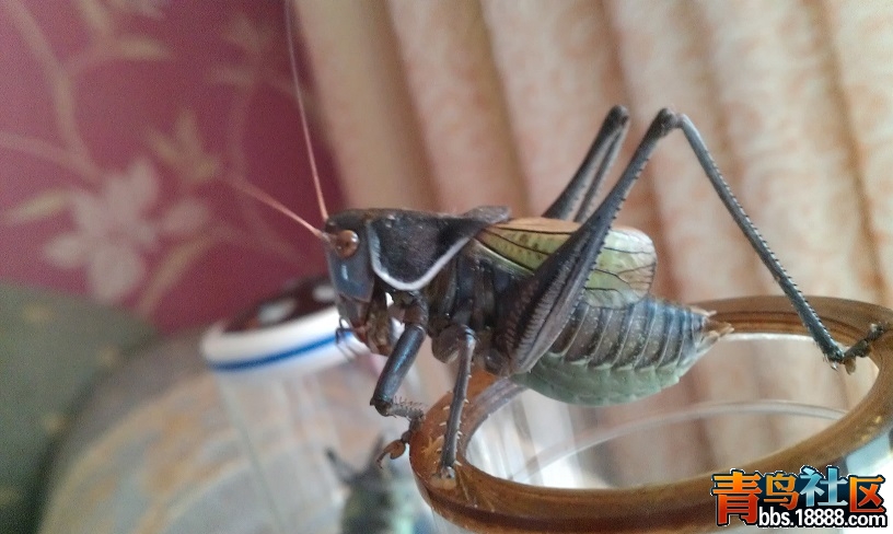 IMAG0596.jpg