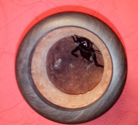 111.jpg