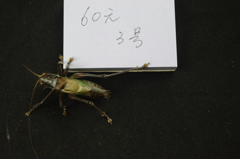 IMGP3503_副本603.jpg