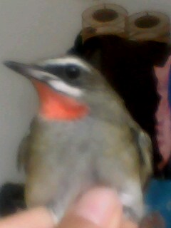 IMG0045A.jpg
