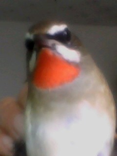 IMG0048A.jpg