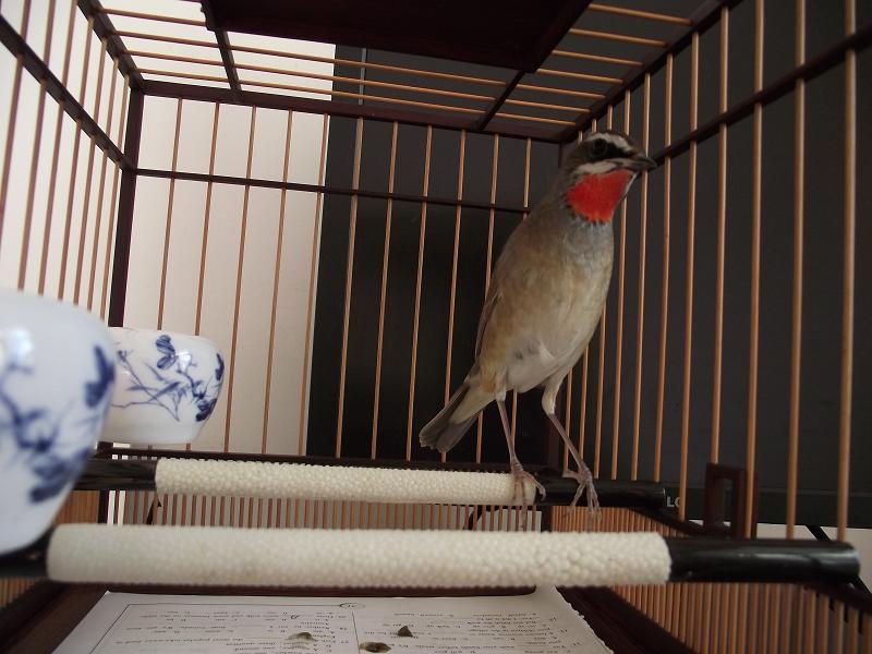 红6.JPG