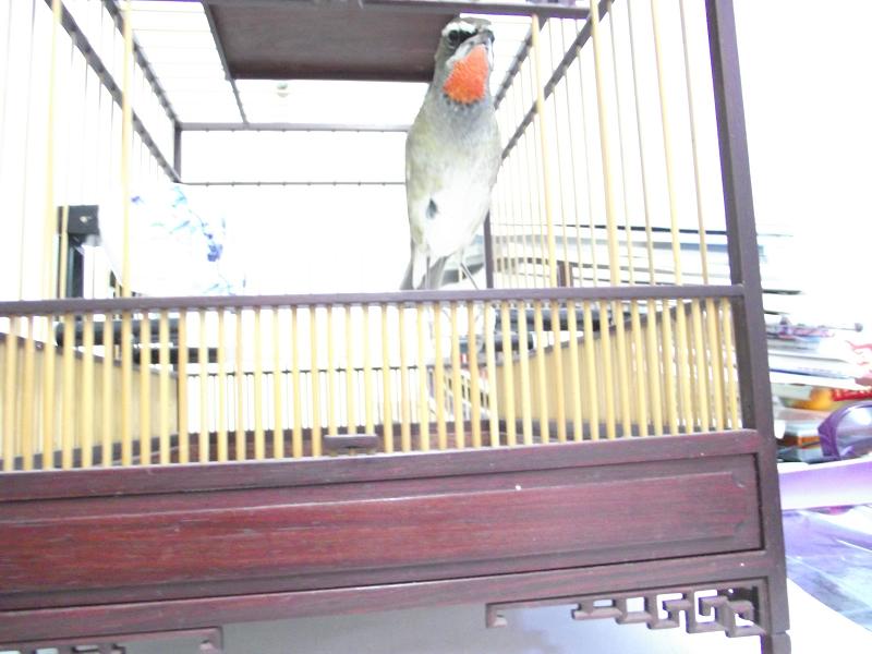 红7.JPG