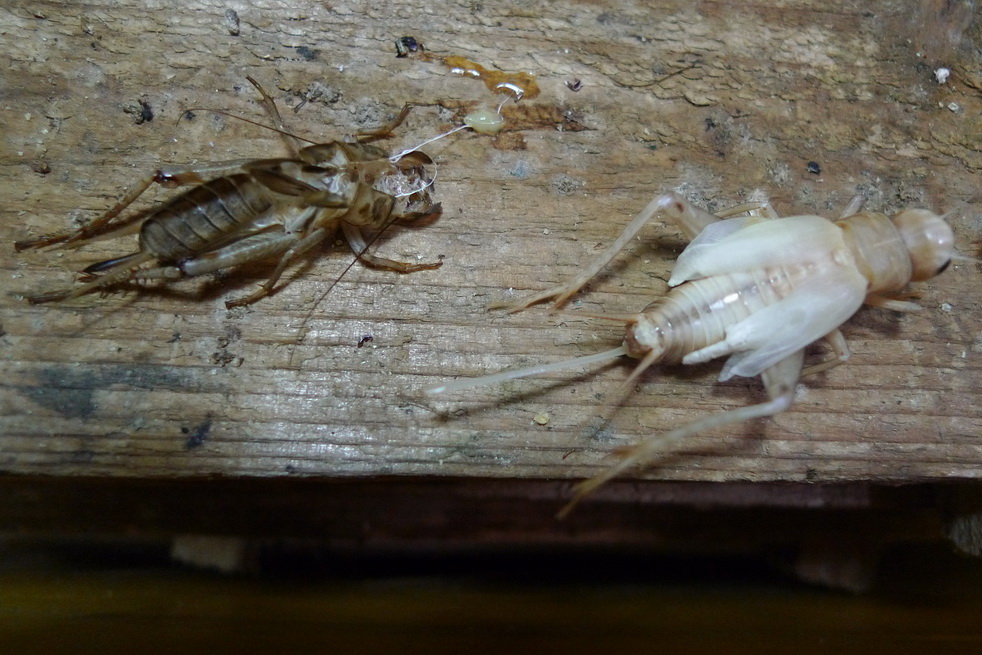 P1030445_调整大小.JPG