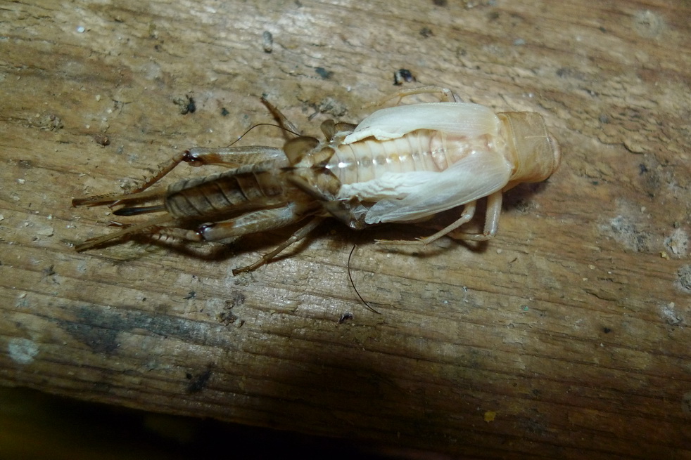 P1030418_调整大小.JPG