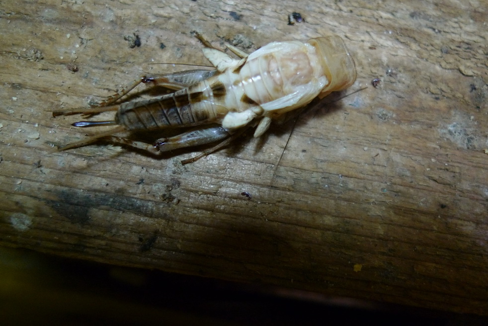 P1030407_调整大小.JPG