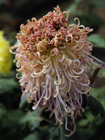景山菊花 (12).jpg