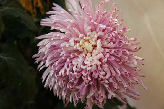 景山菊花 (11).jpg