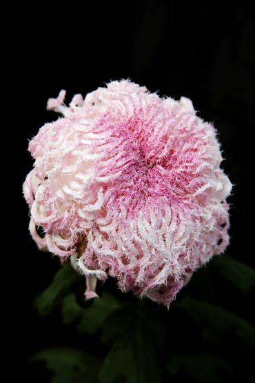 景山菊花 (23).jpg