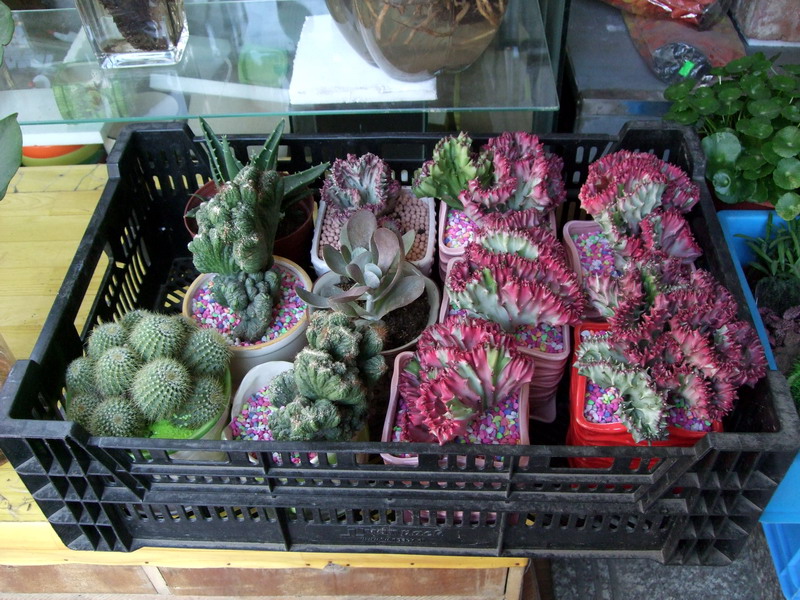 DSCF0439.jpg