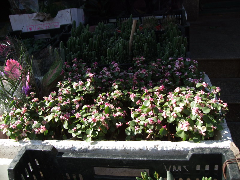 DSCF0416.jpg