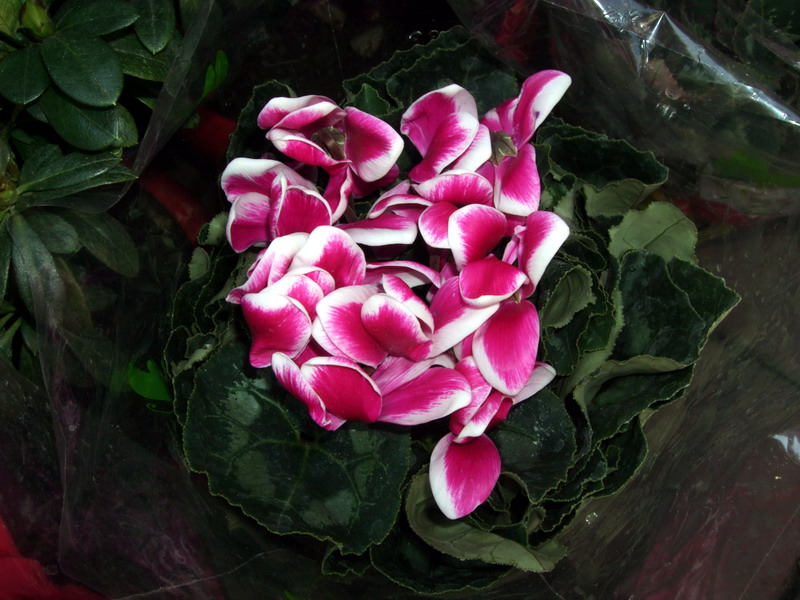 DSCF0470.jpg