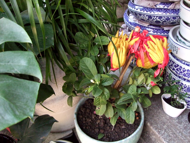 DSCF0465.jpg
